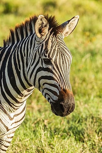 Africa-Tanzania-Ngorongoro Crater Plains zebra head Wildlife Print